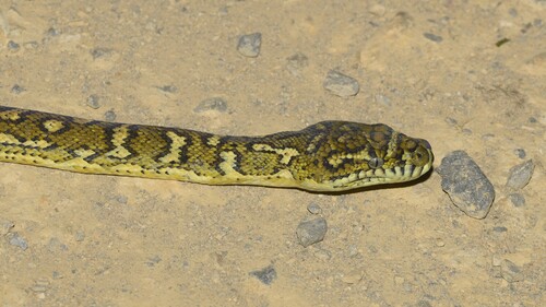 Carpet Python sighting