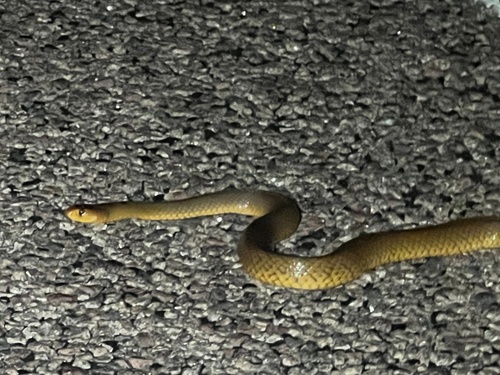 Northern Brown Snake sighting