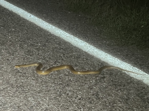 Northern Brown Snake