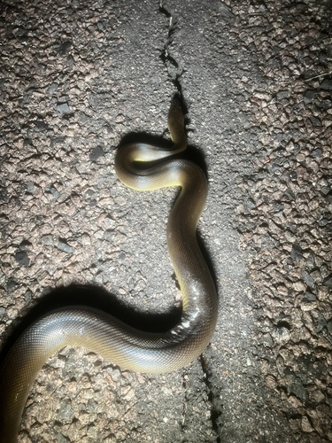 Water Python sighting