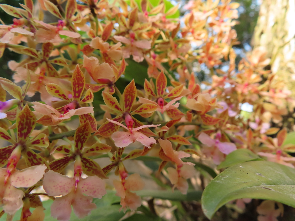 Epidendrum