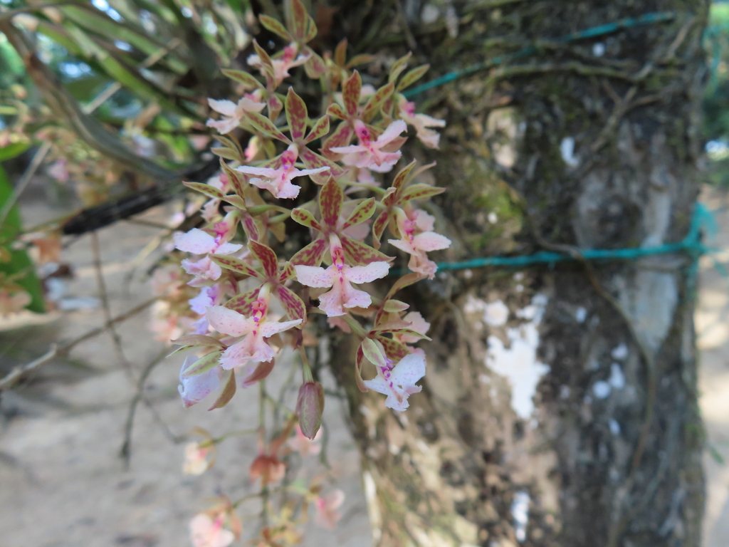 Epidendrum leeanum (Rchb.f.) Hágsater 2