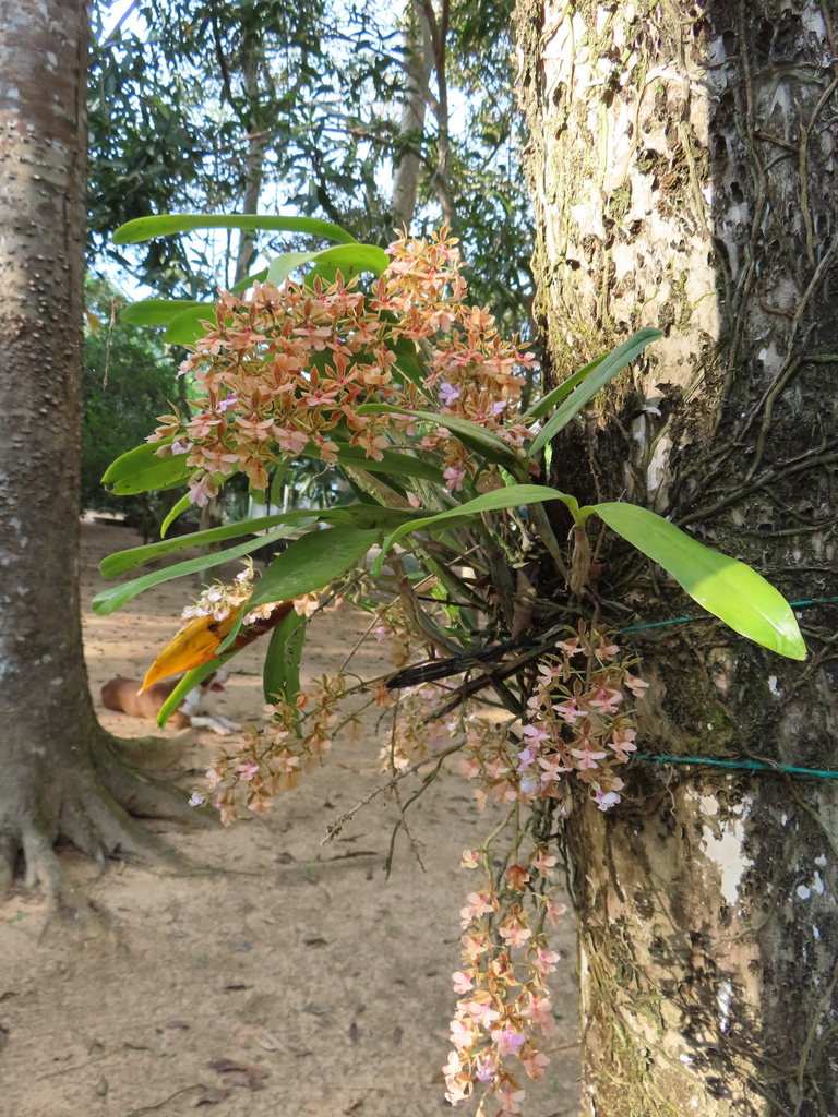 Epidendrum leeanum (Rchb.f.) Hágsater 3