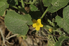 Cucumis dipsaceus