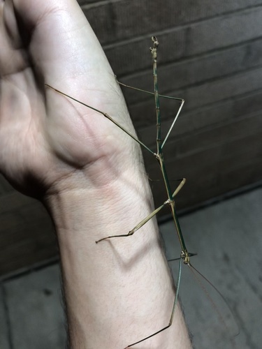 Arizona Walkingstick photo 4