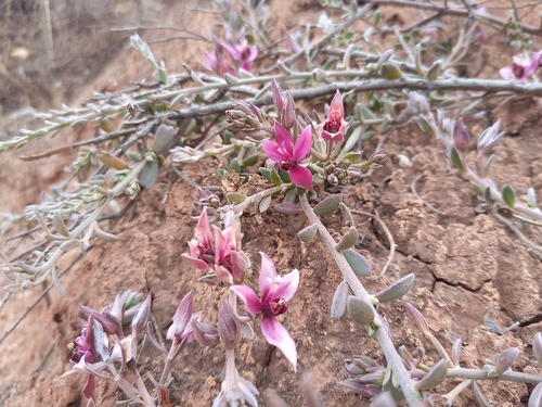 Peruvian Rhatany (Krameria lappacea)