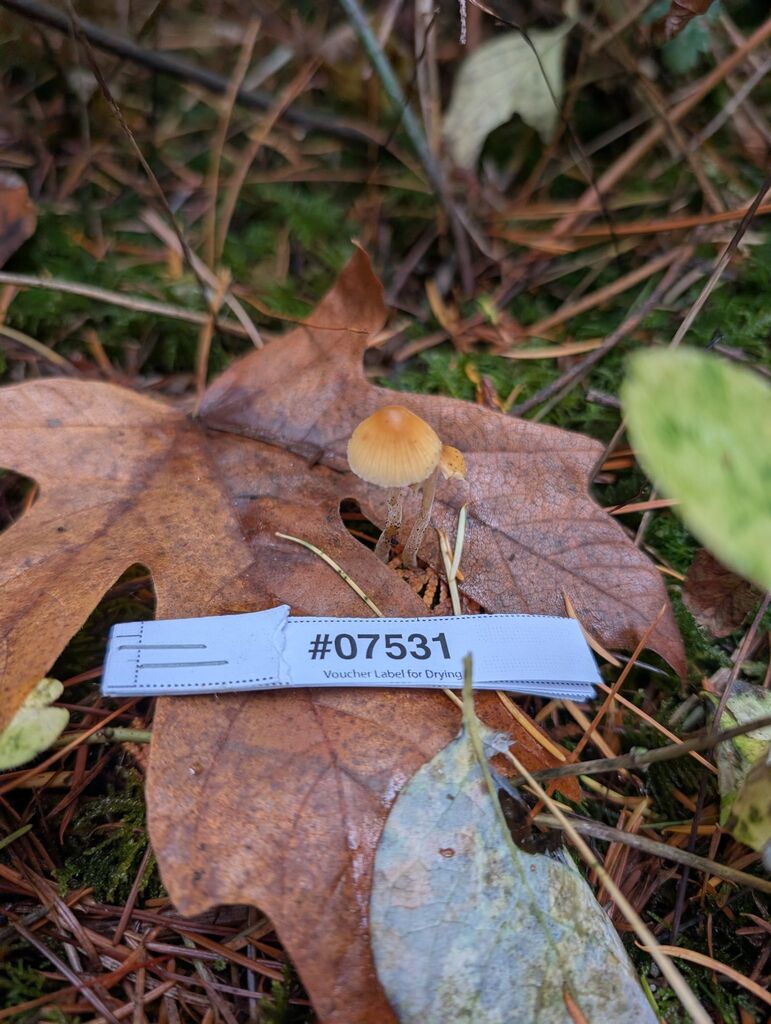 Galerina semilanceata