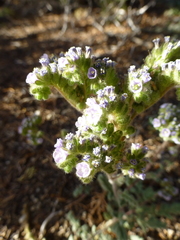 Phacelia coerulea
