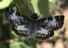 Chiomara georgina georgina