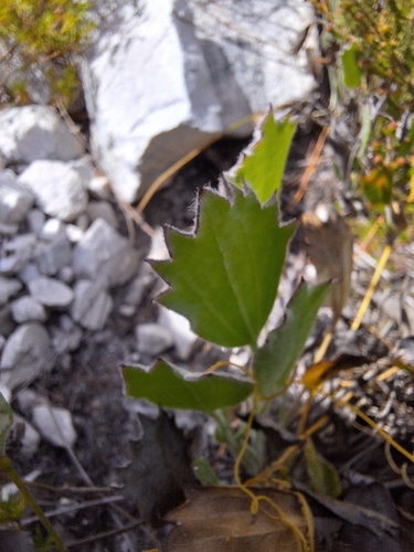 Deformed Capepurse (Centella difformis)
