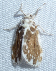 Pseudoadites frigida