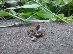 Sulcospira testudinaria