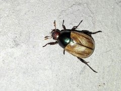 Anomala testaceipennis