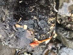Tubulanus