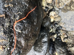 Tubulanus