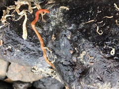 Tubulanus