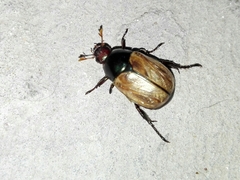 Anomala testaceipennis