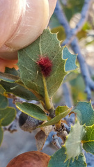 Neuroterus aliceae