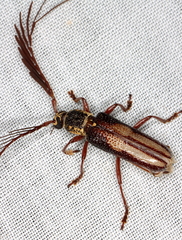 Piesarthrius marginellus