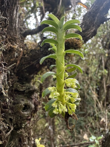 Fernández’s Crystalline Orchid (Fernandezia crystallina)