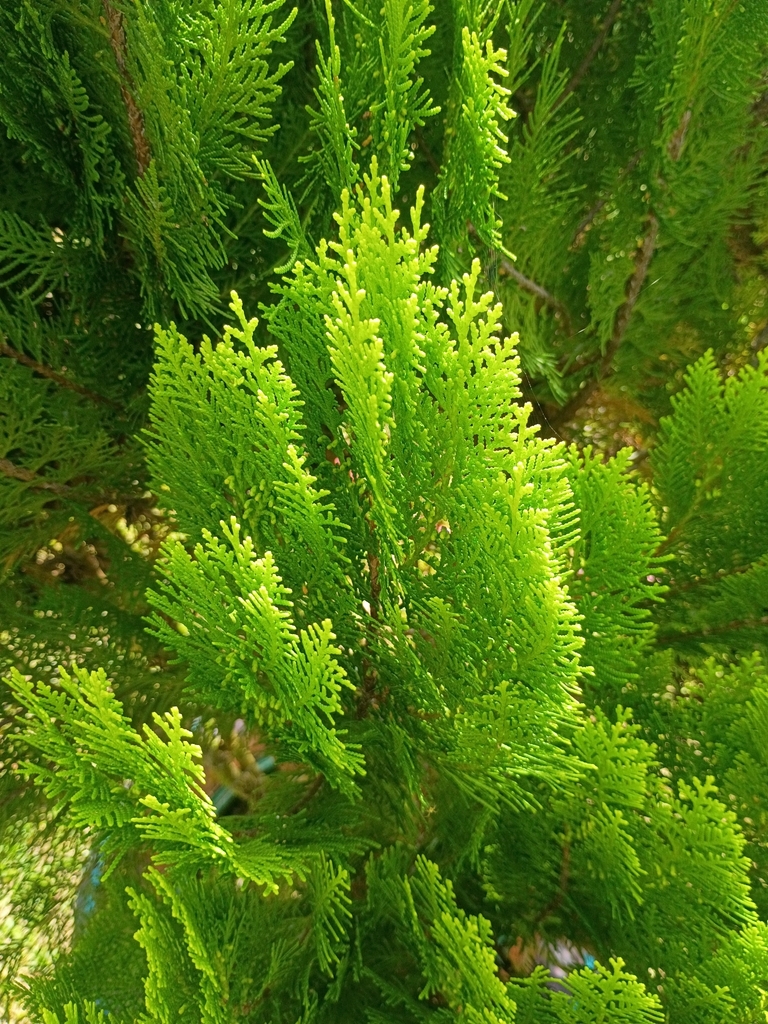 Thuja