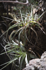 Hechtia matudae