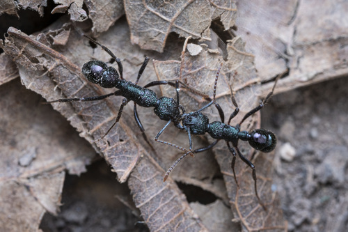 Rhytidoponera fulgensRhytidoponera fulgens