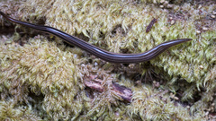 Kontikia forsterorum