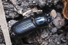 Aulacocyclus