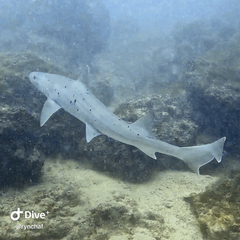 Spotted Houndshark photo 3