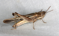 Aiolopus thalassinus dubius