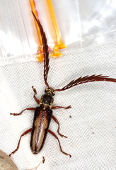 Piesarthrius marginellus