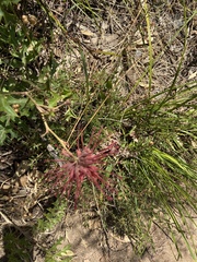 Grevillea bipinnatifida