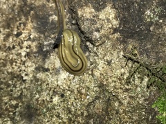 Bipalium pennsylvanicum