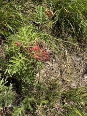 Grevillea bipinnatifida