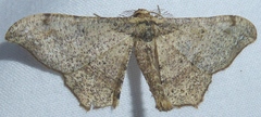Hyposidra infixaria