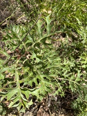 Grevillea bipinnatifida