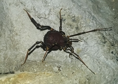 Pachylinae