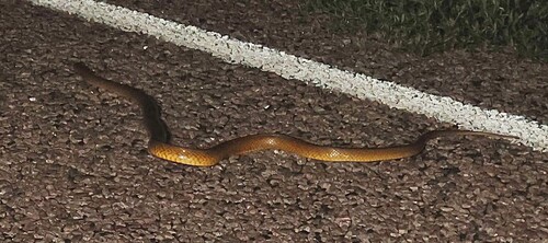 Northern Brown Snake sighting