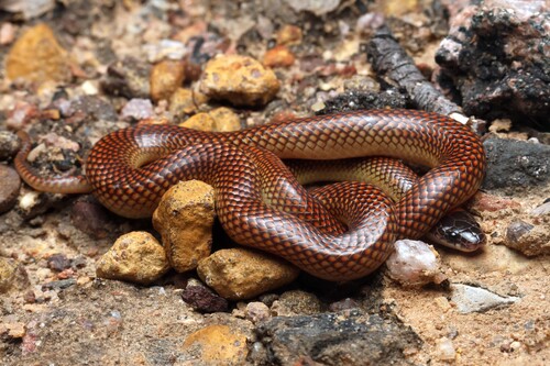 Orange-naped Snake sighting