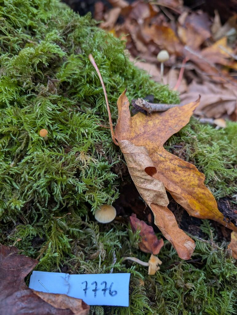 Galerina semilanceata · November 2025 · photo: © michaelshan (iNaturalist, cc-by-nc)
