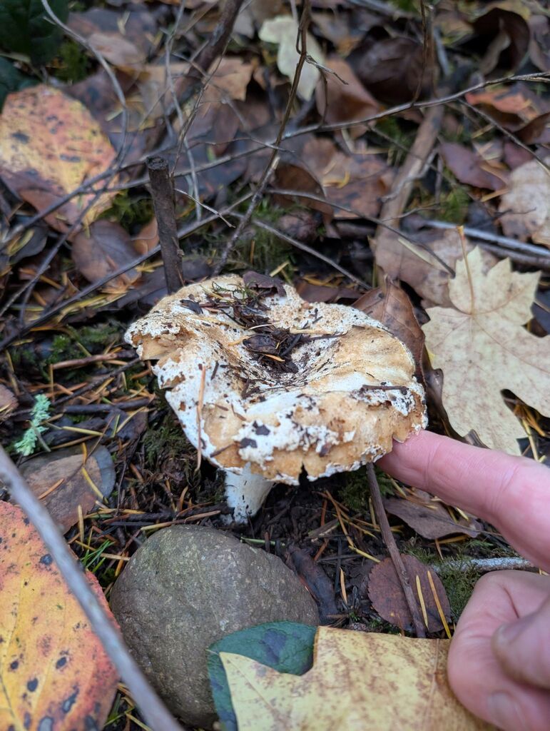 Russula brevipes acrior · November 2025 · photo: © michaelshan (iNaturalist, cc-by-nc)