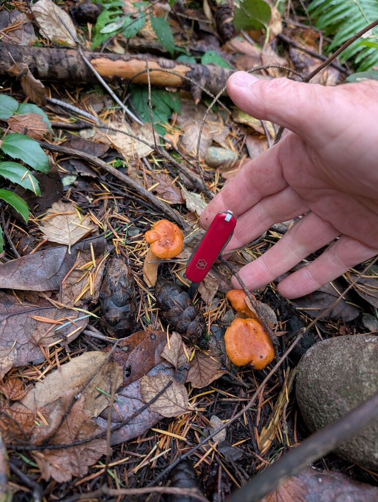 Lactarius luculentus · November 2025 · photo: © michaelshan (iNaturalist, cc-by-nc)
