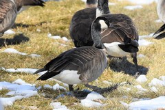Branta hutchinsii