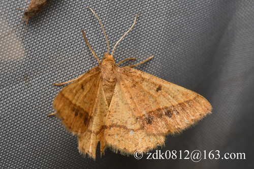 Calcaritis flavescens