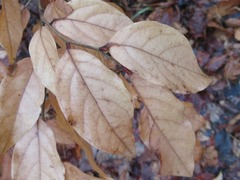 Lindera glauca