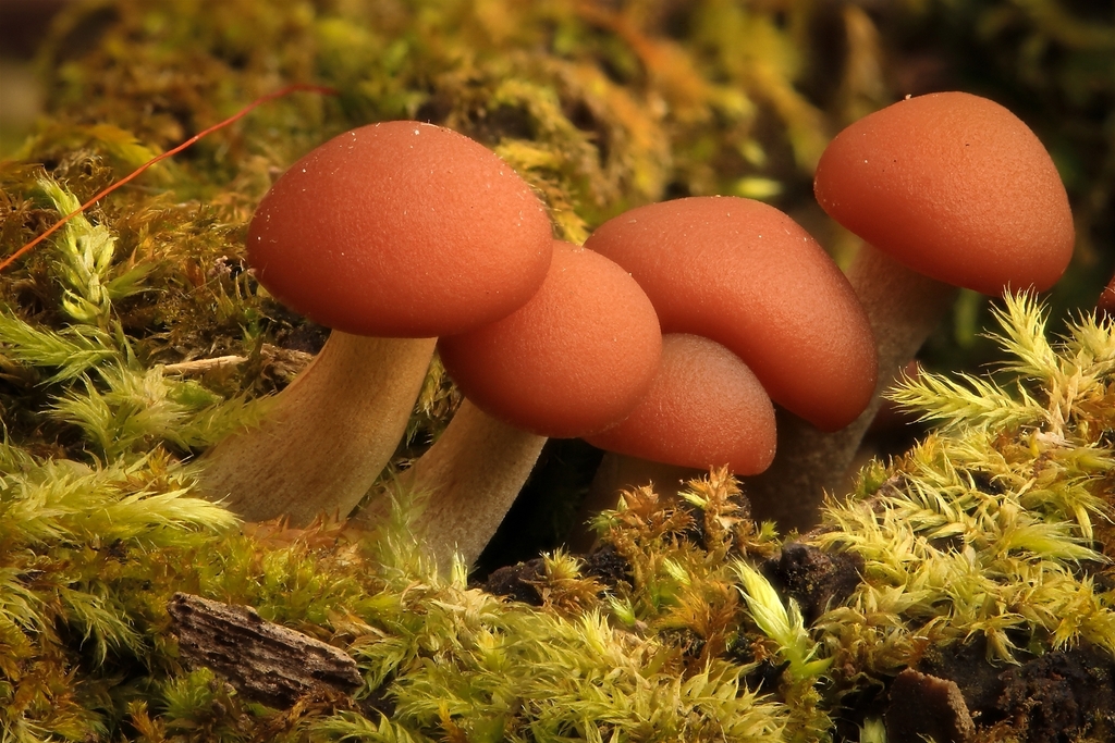 Galerina marginata · November 2025 · photo: © william_deml (iNaturalist, cc-by)