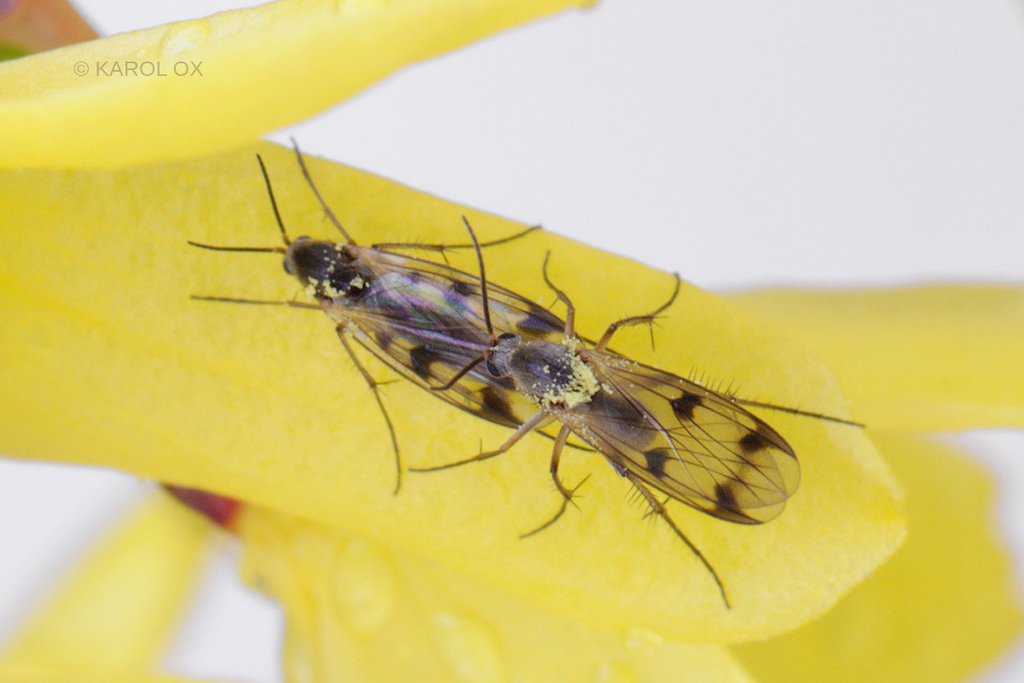 Dynatosoma fuscicorne