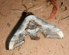 Imber tropicus