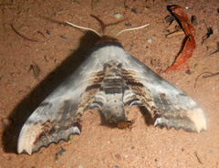 Imber tropicus